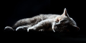 Beitragsbild des Blogbeitrags Die Sache von wegen mit ohne Katze ;-)