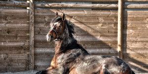 Beitragsbild des Blogbeitrags Wie war das noch mal mit dem Reiten toter Pferde
