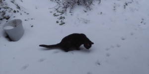 Beitragsbild des Blogbeitrags Spuren im Schnee