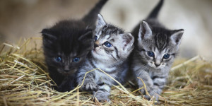 Beitragsbild des Blogbeitrags alleingeborener Zwilling oder Mehrling