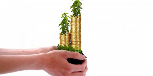 Beitragsbild des Blogbeitrags die Magie des Geldes = was, wenn Geld doch auf Bäumen wächst? 