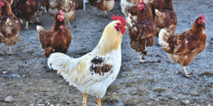 Beitragsbild des Blogbeitrags aufgeregt gackernde Hühner, die planlos in der Gegend rum laufen 
