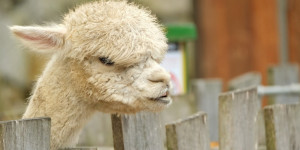 Beitragsbild des Blogbeitrags Wenn – „Mamas Zoo“ – eine neue Bedeutung erlangt