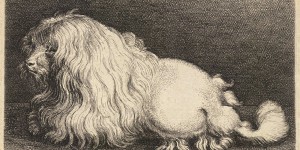 Beitragsbild des Blogbeitrags Ein Pudel namens Boye