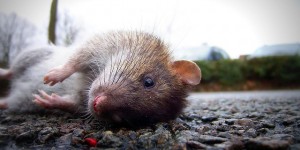 Beitragsbild des Blogbeitrags Unklarheit bei Handynutzung von Ratten 