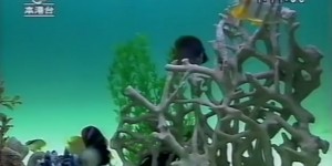 Beitragsbild des Blogbeitrags Immer mit der Ruhe | Telefishion