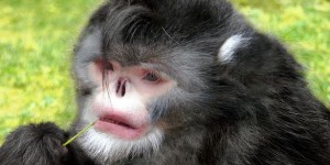Beitragsbild des Blogbeitrags Niesende Affen