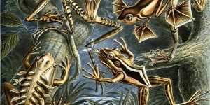 Beitragsbild des Blogbeitrags Kunstformen der Natur 