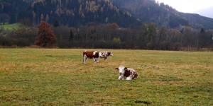 Beitragsbild des Blogbeitrags Fleckvieh in Herbstfarben