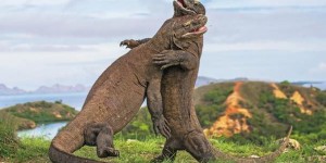 Beitragsbild des Blogbeitrags Was wurde aus… den Letzten ihrer Art? | #2 Komodowaran, Breitmaulnashorn und Kakapo 