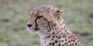 Beitragsbild des Blogbeitrags Afrikanisches Tagebuch #4 Masai Mara