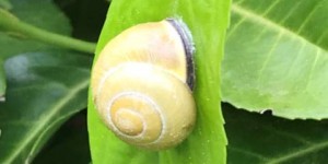 Beitragsbild des Blogbeitrags I am Snailing