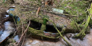 Beitragsbild des Blogbeitrags Natur nimmt zurück #3 | KFZ-Naturdenkmäler