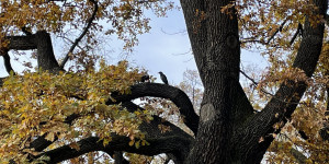 Beitragsbild des Blogbeitrags Zwei Krähen sitzen auf einem Baum und essen eine Dose Fisch