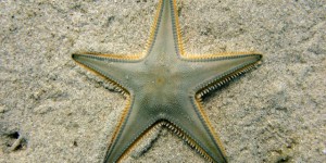 Beitragsbild des Blogbeitrags Autonomie durch Autotomie 