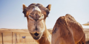 Beitragsbild des Blogbeitrags Reisetipp Oman – zwischen Märchen und Moderne