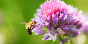Beitragsbild des Blogbeitrags Bienenfreundlichen Garten gestalten 