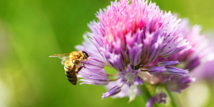 Beitragsbild des Blogbeitrags Bienenfreundlichen Garten gestalten