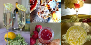 Beitragsbild des Blogbeitrags Holunderblüten richtig ernten und Rezepte