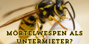 Beitragsbild des Blogbeitrags Mörtelwespen als Untermieter? Was tun gegen Insekten als Mitbewohner?