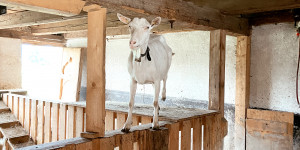 Beitragsbild des Blogbeitrags Tierpark, Streichelzoo & Co.: Tierische Erlebnisse in Vorarlberg