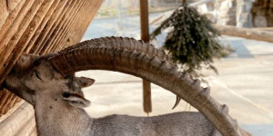 Beitragsbild des Blogbeitrags Komm in den Wildpark Feldkirch