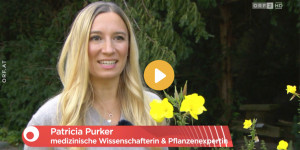 Beitragsbild des Blogbeitrags Nachtkerze im ORF