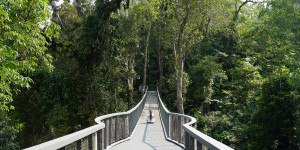 Beitragsbild des Blogbeitrags The Habitat – das beste Dschungelerlebnis auf Penang 