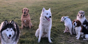 Beitragsbild des Blogbeitrags Bärbel - ein geborener Zentralhund  