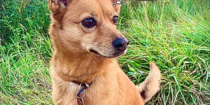 Beitragsbild des Blogbeitrags Archetypen der Hunde - Lucy 