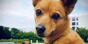 Beitragsbild des Blogbeitrags Ein Hund - Eine Lehre fürs Leben 