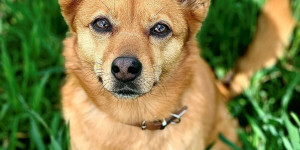 Beitragsbild des Blogbeitrags Auch Hundebesitzer brauchen mal eine Auszeit