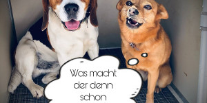 Beitragsbild des Blogbeitrags Brauchen Hunde andere Hunde ?