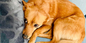 Beitragsbild des Blogbeitrags Mit dem Hund durch München