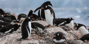 Beitragsbild des Blogbeitrags 12 Fragen, die Du Reisebüros zur Antarktis stellen musst 