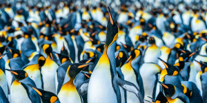 Beitragsbild des Blogbeitrags 8 Pinguin Arten, die Du in der Antarktis sehen kannst!