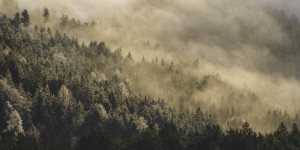 Beitragsbild des Blogbeitrags Nebel