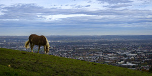 Beitragsbild des Blogbeitrags Weide