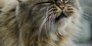 Beitragsbild des Blogbeitrags Carlos & Sid