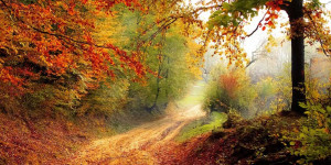 Beitragsbild des Blogbeitrags Shinrin Yoku – Waldbaden