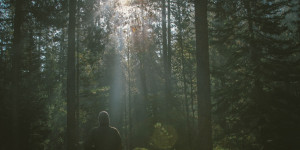Beitragsbild des Blogbeitrags Waldbaden: Tipps für neue Kraft aus der Natur
