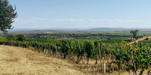 Beitragsbild des Blogbeitrags Langenlois – die größte Weinbaugemeinde Österreichs 