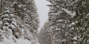 Beitragsbild des Blogbeitrags Tour #03|2021 – Extrem Schneeschuhwandern auf der Wildalpe 