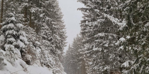 Beitragsbild des Blogbeitrags Tour #03|2021 – Extrem Schneeschuhwandern auf der Wildalpe