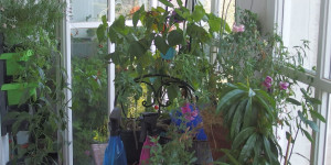 Beitragsbild des Blogbeitrags Neubeginn für den Balkon im Herbst 
