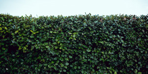 Beitragsbild des Blogbeitrags Ein natürlicher Sichtschutz für den Balkongarten