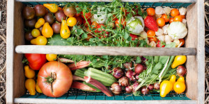 Beitragsbild des Blogbeitrags Gemüsebeet auf dem Balkon: Best-of Fehler 