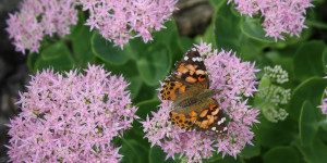 Beitragsbild des Blogbeitrags Schluss mit ranzigen Blumenkästen: 5 Gründe für Stauden im Topfgarten