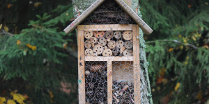 Beitragsbild des Blogbeitrags Solitärbienen in der Stadt: warum ich kein Insektenhotel habe 