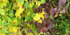 Beitragsbild des Blogbeitrags Der Herbstbalkon: 5 großartige Pflanzen für eine sofortige Wirkung